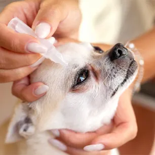 Eye Drops for Dogs: Types & When Do Dogs Need Them