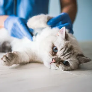 FIP in Cats: What You Need to Know