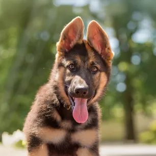 German Shepherd Names for Your New Puppy