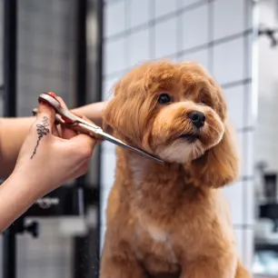 Grooming Your Puppy - All Your Questions Answered