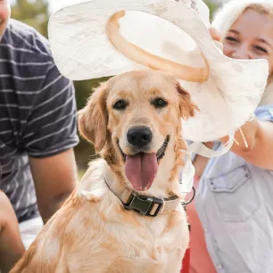 Have Fun with Our Favourite Dog Jokes and Puns