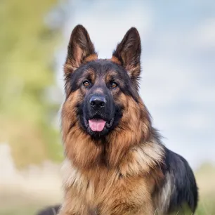 Health Problems in German Shepherds