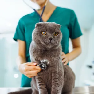 Heart Murmur in Cats: What It Is, Symptoms & Treatment 