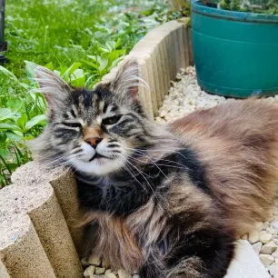 Heatstroke in Cats: Signs and How to Prevent It