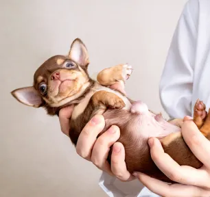 Hernias in Dogs What You Need to Know