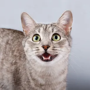 How Many Teeth Do Cats Have? Revealed!