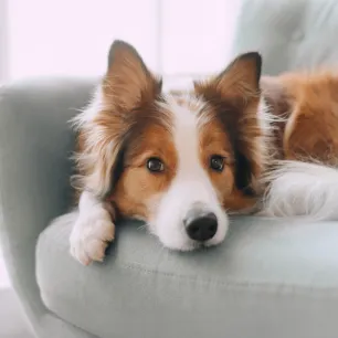 How Much Space Do Dogs Need