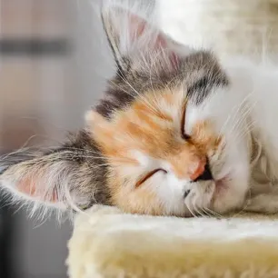 How Smart are Cats?