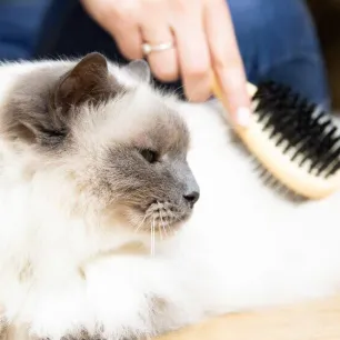 How to Groom a Kitten