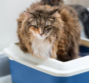 How to Help Your Constipated Cat