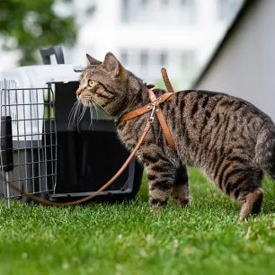 How to Leash Train a Cat