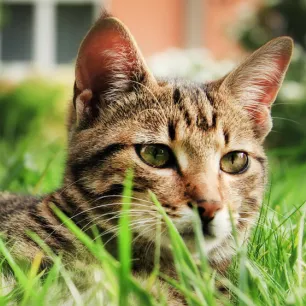 How to Remove a Tick from a Cat & Other Cat Ticks Questions