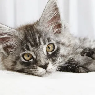 How to Spot and Treat Cat Anxiety