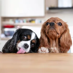 How to Stop Puppy Jumping Up- Top Tips Explained