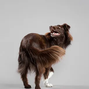 How to Teach a Dog to Spin