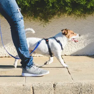 How to Walk Dogs & Puppies on a Lead