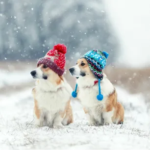 Hypothermia in Dogs Symptoms and Treatment
