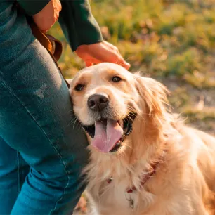 Is Just Loving Your Dog Enough