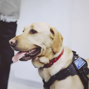 Military and Police Dogs