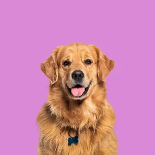 Popular Female Dog Names to Match Your New Best Friend