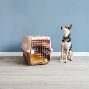 The Easy Guide to Choosing a Boarding Kennel for Your Dog