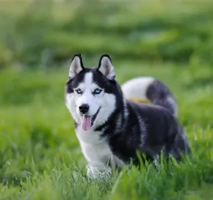 These Stunning Dogs Look Just Like Wolves