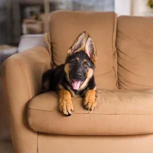 Top Easiest Dogs to Train