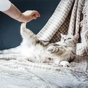 Top Things to Look Out For During Cat Pregnancy