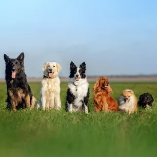 Quiz: What Dog Breed Are You?