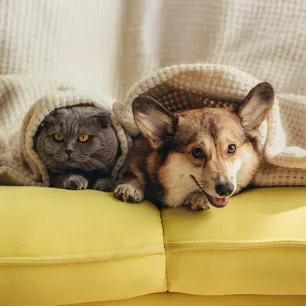 Should I Get a Cat or Dog?