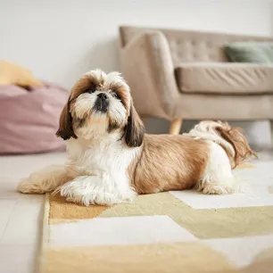 The Best Small Dog Names for the New Pet in Your Life