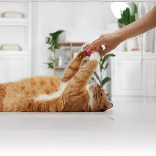 The Most Affectionate and Friendliest Cat Breeds