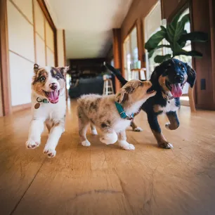 Top Tips for Socialising Your Puppy