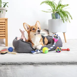 Types of Toys for Dogs