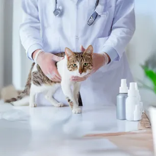 Understanding Cat Spraying and Marking