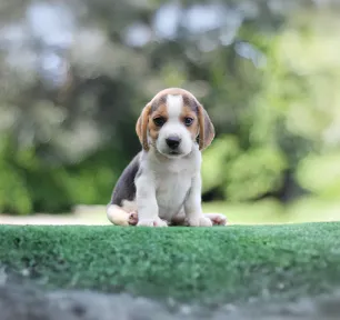 Unusual Dog Names for the New Pup in Your Life