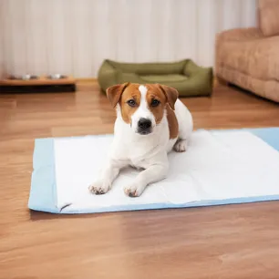 Urine Infections in Dogs