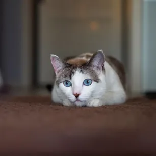 Vestibular Disease in Cats: Top Symptoms and Best Treatment