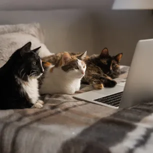 Videos for Cats to Watch