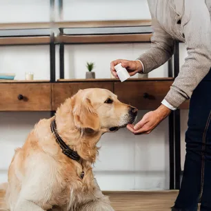 Vitamin B for Dogs