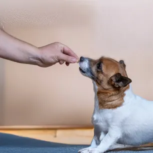 Vitamin C for Dogs 