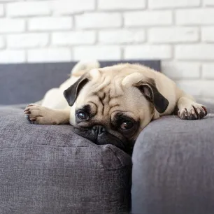 Weepy Eyes in Dogs