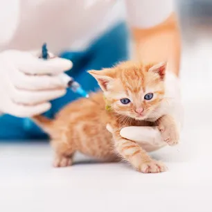 What You Need to Know about Kitten Vaccinations