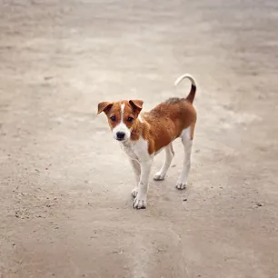 What to Do If You Found a Stray Dog