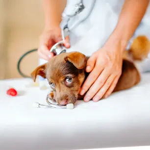 What to Expect on Your Puppy's First Vet Visit