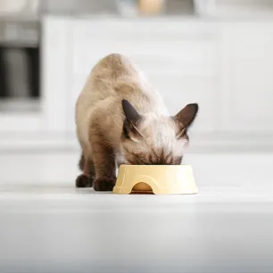 What to Feed a Kitten