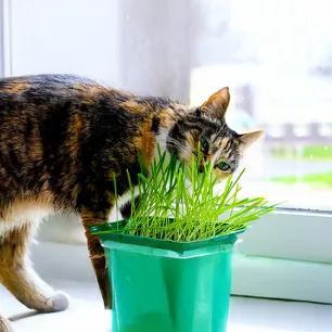 Why Do Cats Eat Grass