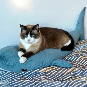 Why Do Cats Knead