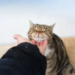 Why Do Cats Purr