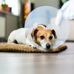 Why Do Dogs Wear Cones